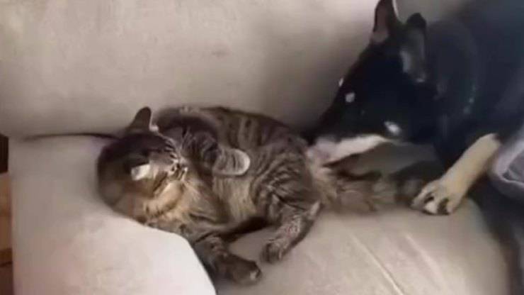 Gatto e cane rapporto