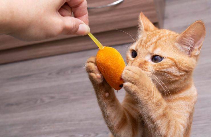 Gatto gioca col topo