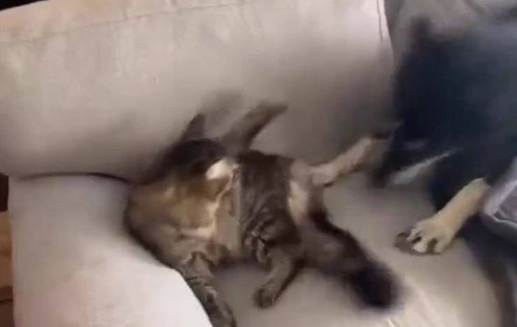 Gatto importuna cane