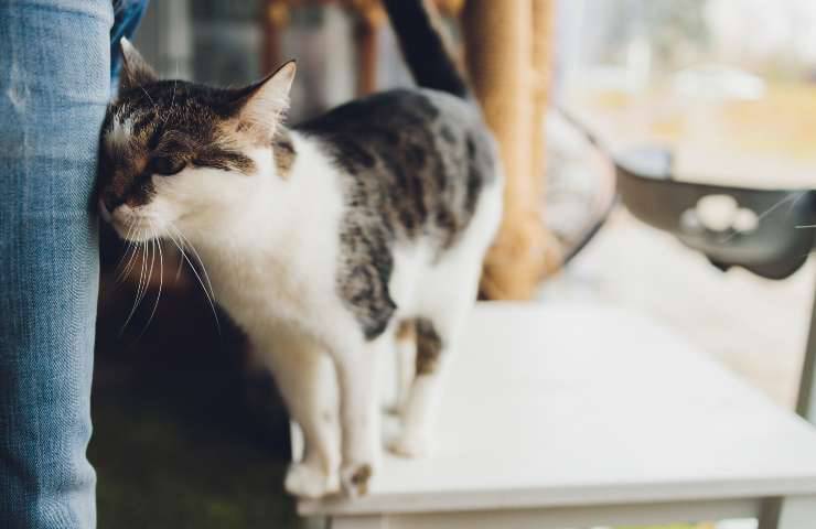Gatto poggia la testa alle gambe