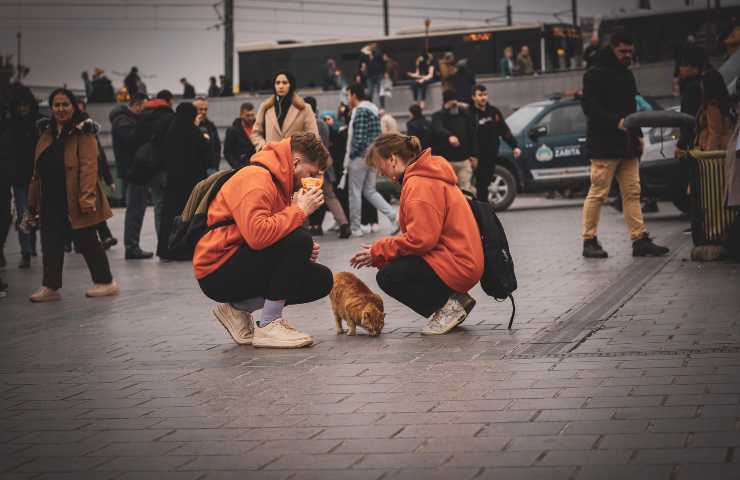 Gatto randagio si avvicina ad estranei