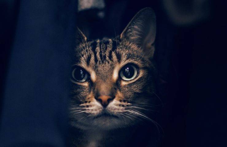 Gatto sta in disparte