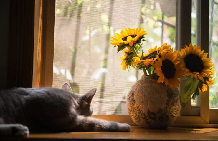 Gatto triste davanti alla finestra