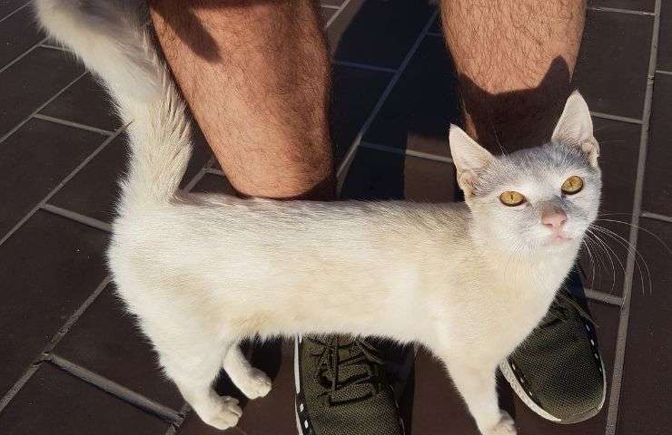 Gatto vicino alle gambe