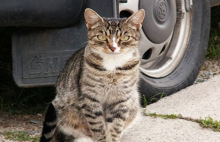 Gatto chiuso in auto rischia la vita