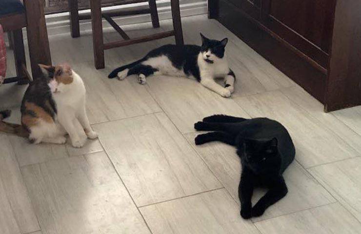 gattini umble casa usa 
