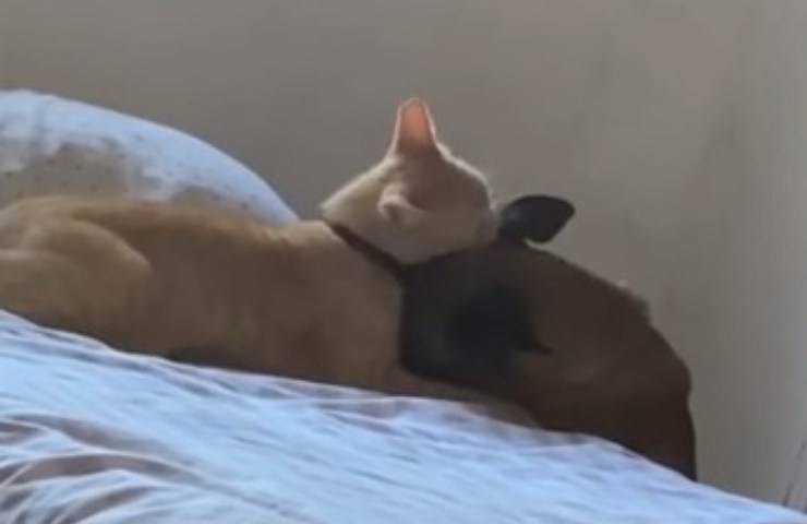 cane e gatto si coccolano