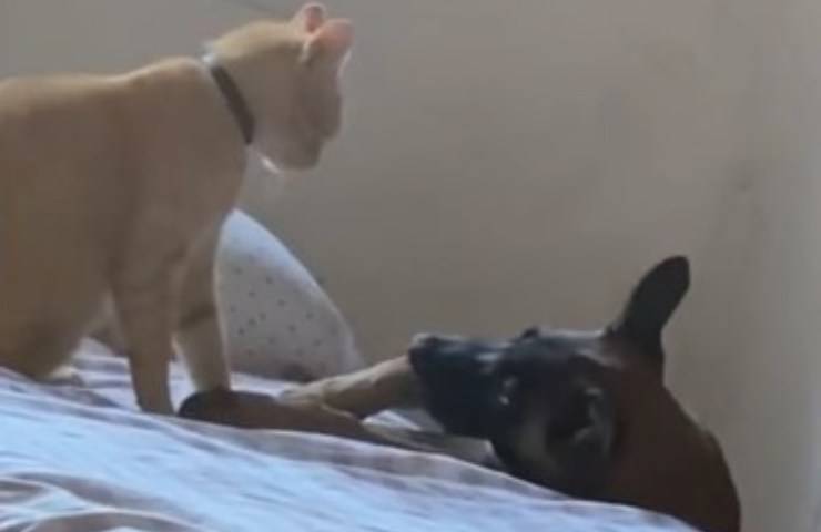 cane e gatto amici
