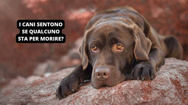 Labrador triste
