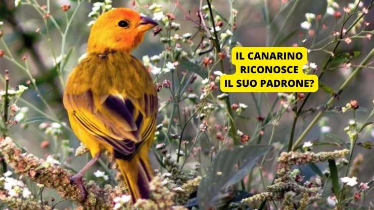 canarino 