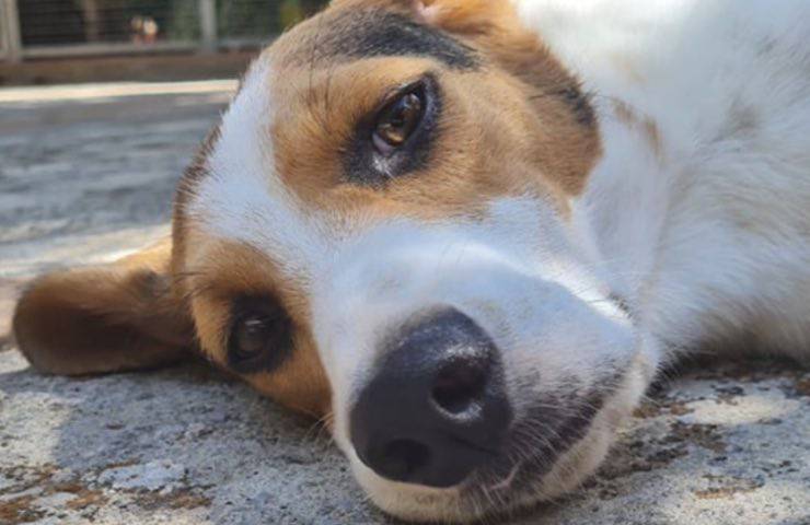 cane beagle tristezza protratta