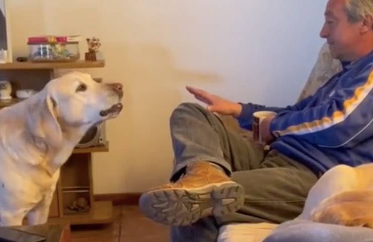 cane casa Labrador retriever