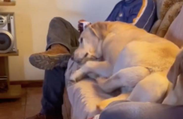 cane rivuole suo posto