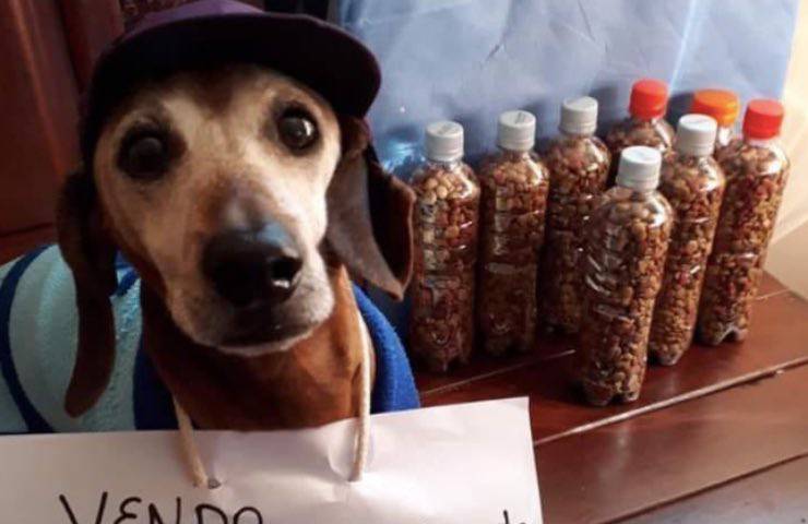 cane bassotto croccantini dolcissimo 