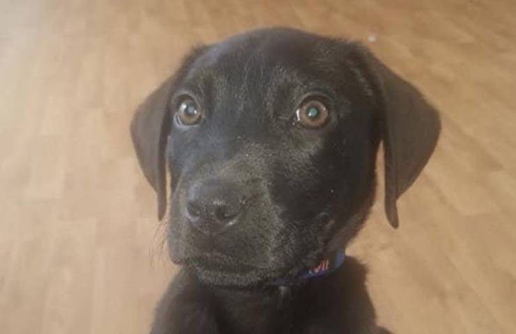 cane maine Stati Uniti 