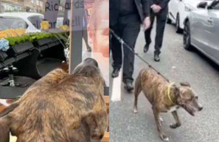 cane pit bull malic