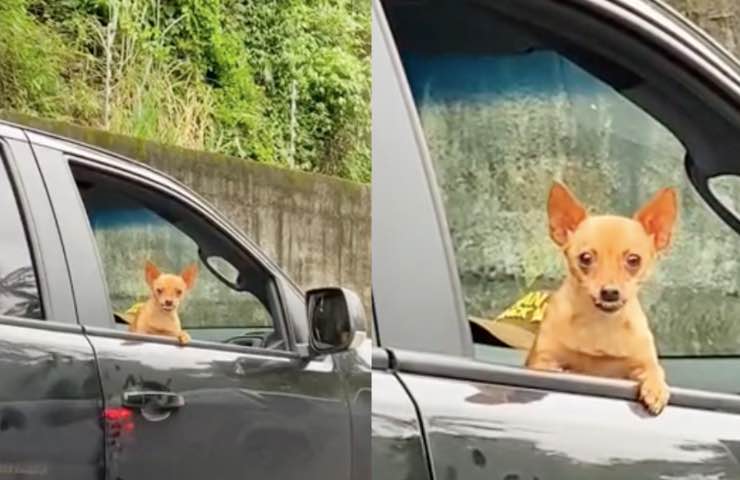 cane Pinscher pelo beige