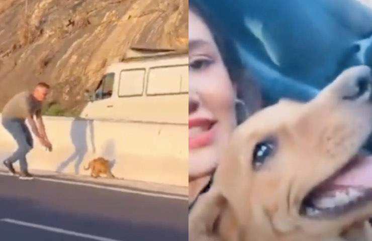 cane pericolo recupero autostrada