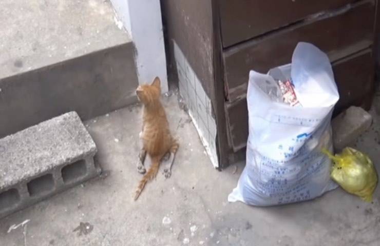 gattino spaventato nascosto angolino