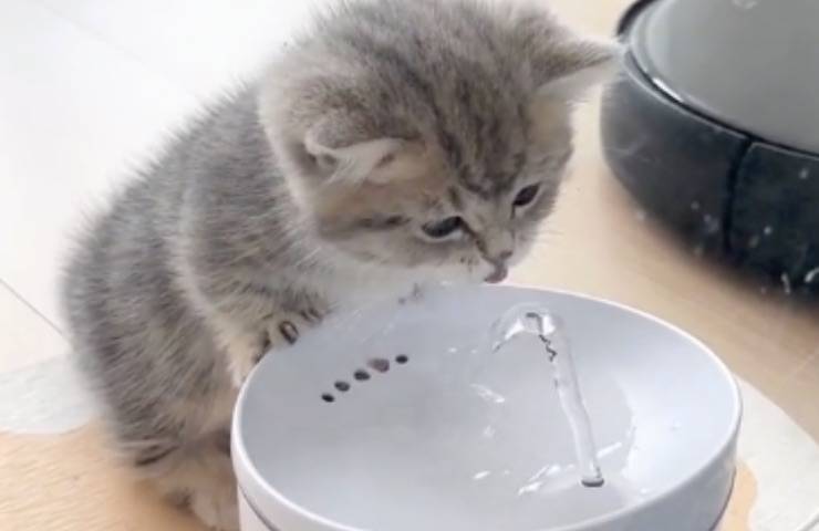 gattino fase neonatale casa 