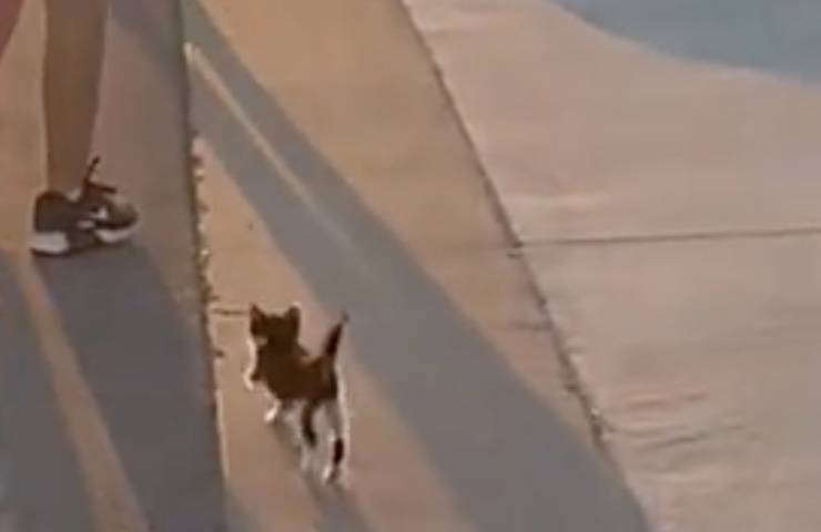 gatto ombre sorgere sole