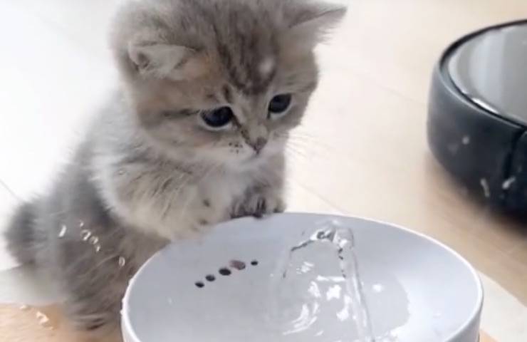 gattino curioso animale domestico 