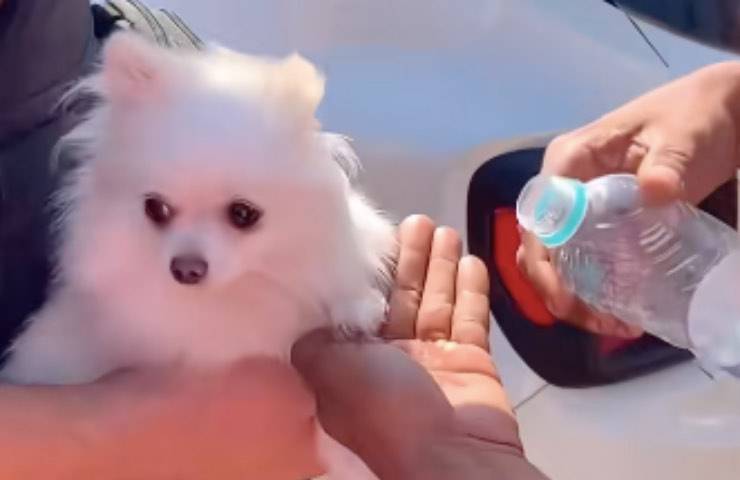 cane piccola taglia salvato
