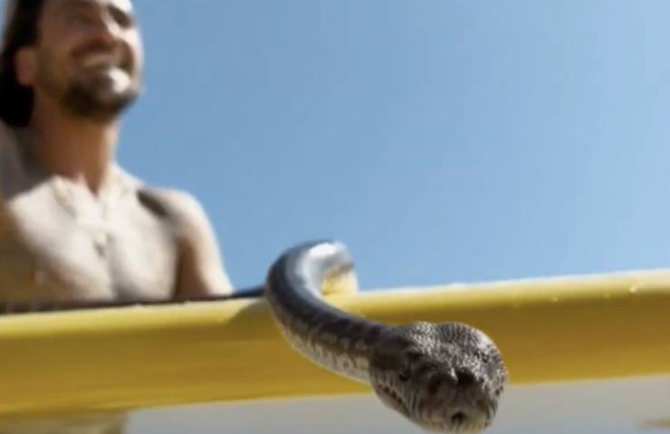 serpente Brisbane oceano rarità