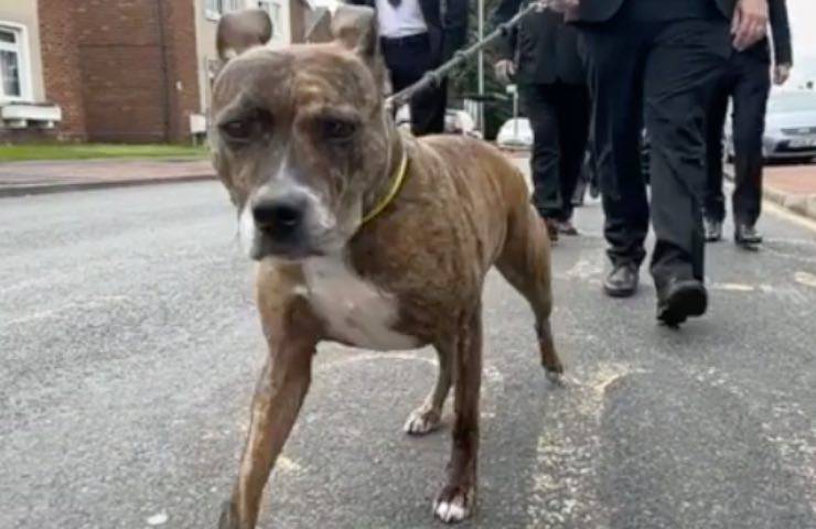 cane triste sofferente scomparsa