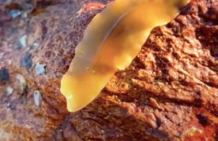 animale movimenti formaggio fuso 
