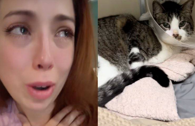 gatto Watson pericolo vita