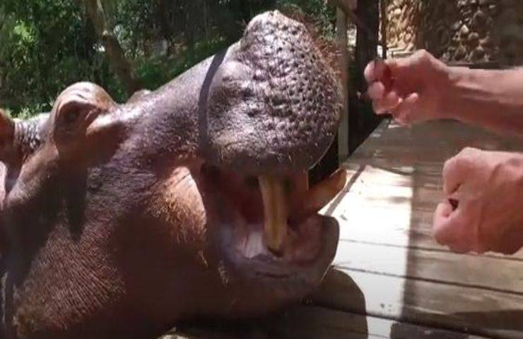Ippopotamo salvato appena nato