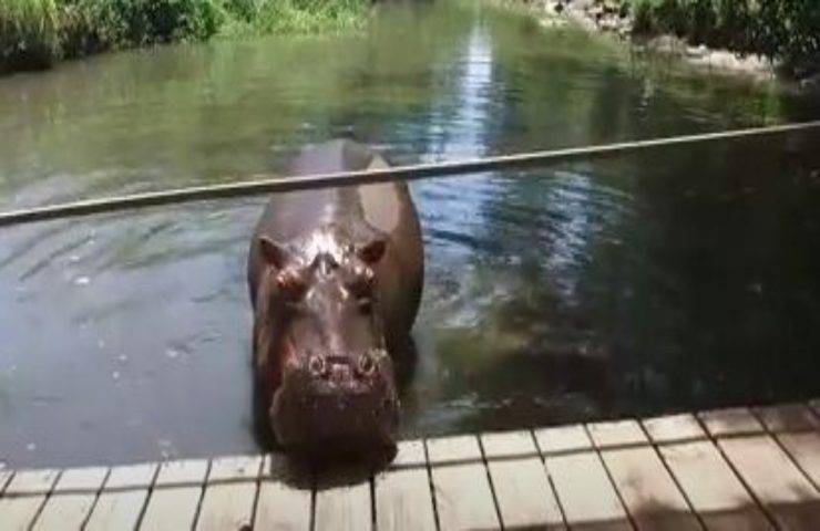Ippopotamo salvato appena nato