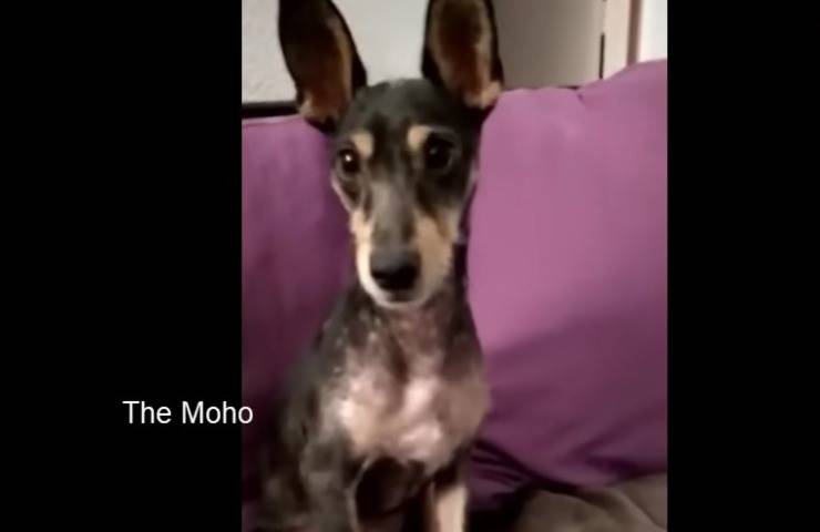 Cane scheletrico in fin di vita stava
