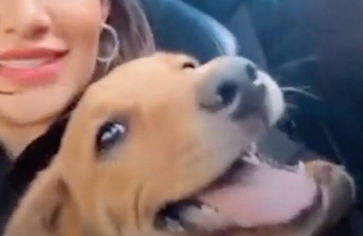cane gioia sorriso ragazza