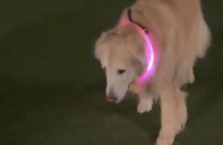 cane luminoso scena commovente