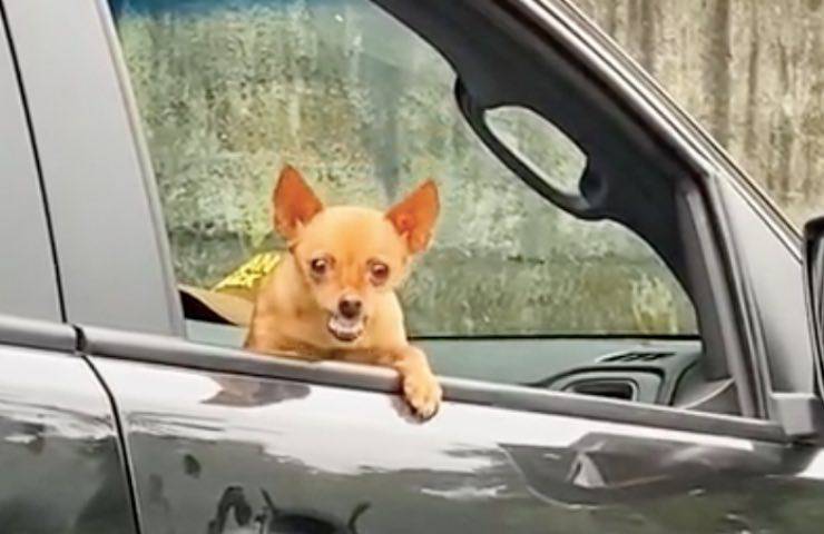 cane piccola taglia reagisce