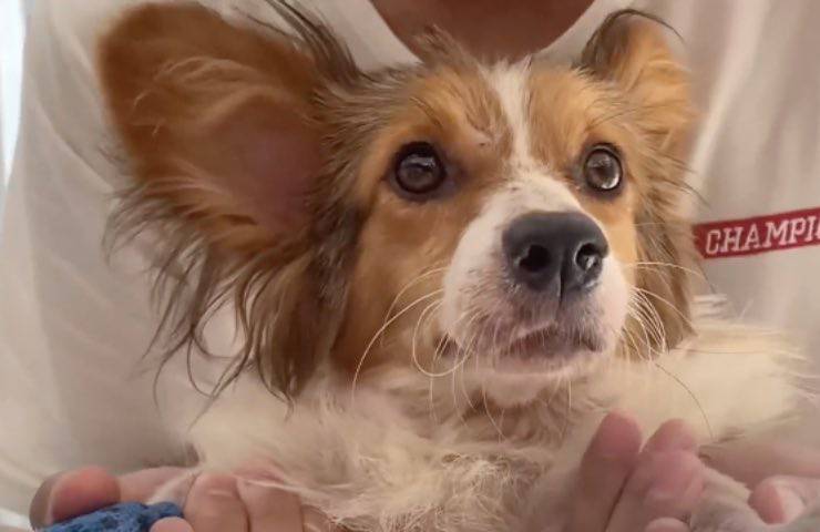 cane terrorizzato umani ripresa