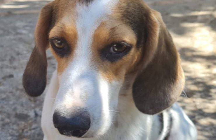 cane abbandonato canile Palermo