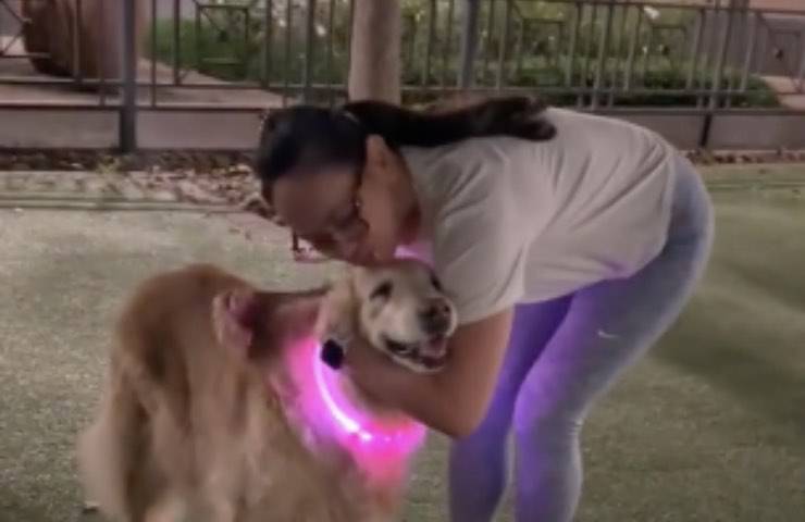 cane riceve abbraccio affettuoso
