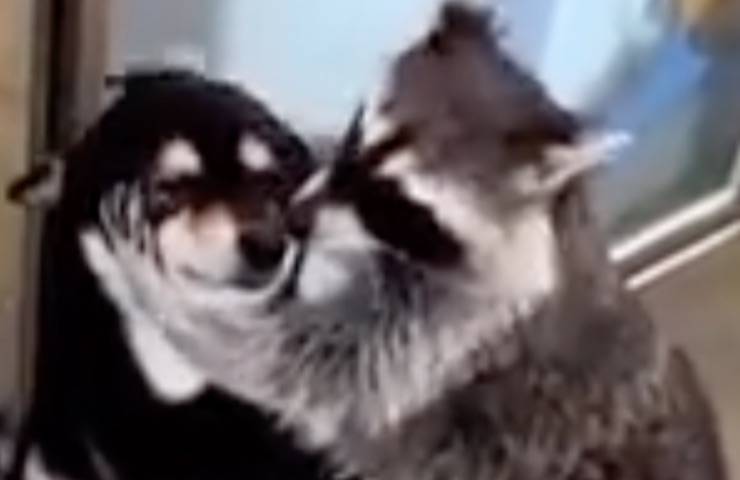 procioni abbraccio animale domestico 