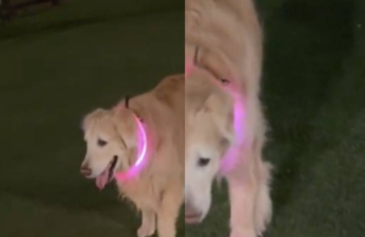 anziano golden retriever campo