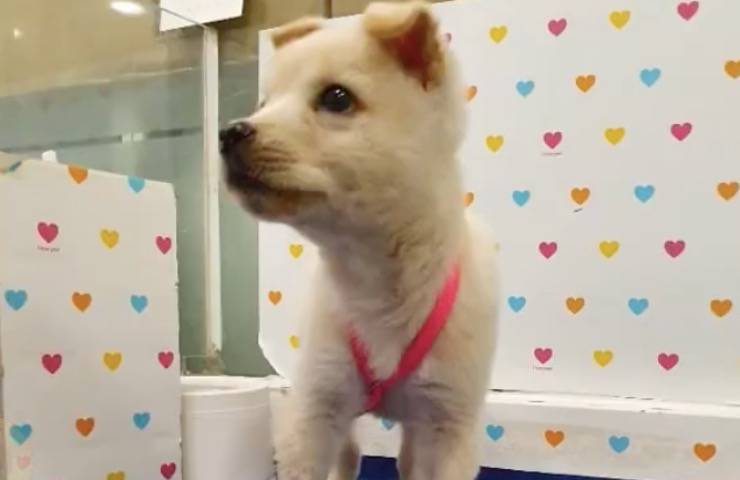 cane adozione nuova casa 