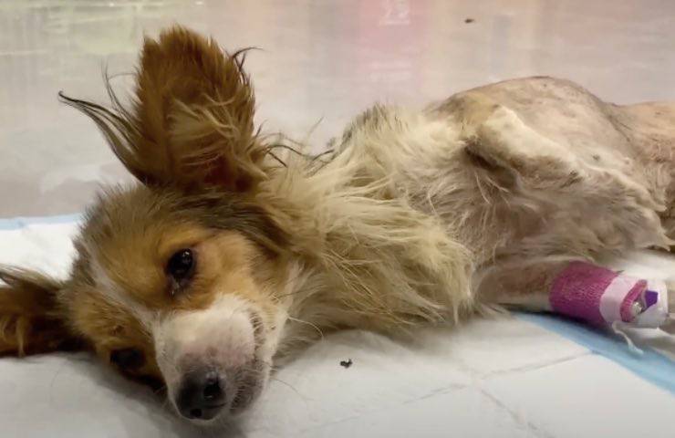 cane little lucky clinica