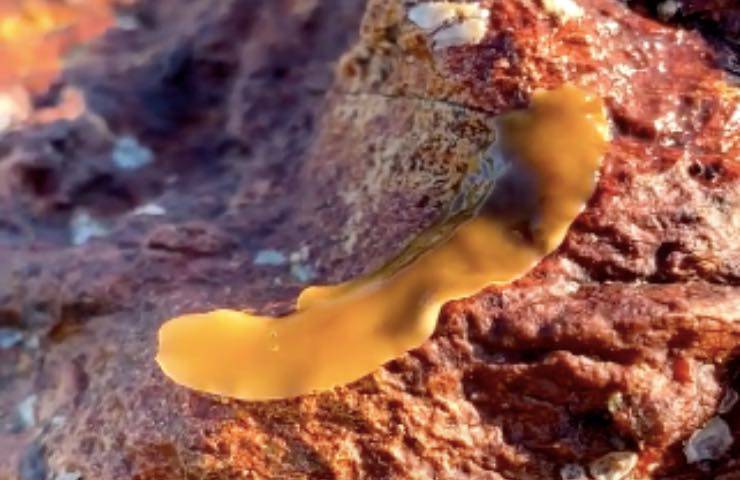 animale esemplare uomo Australia 