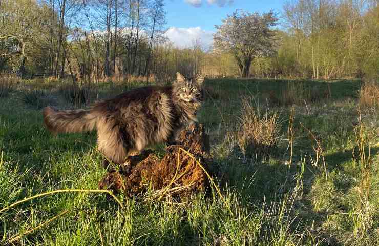 gatto in mezzo alla natura