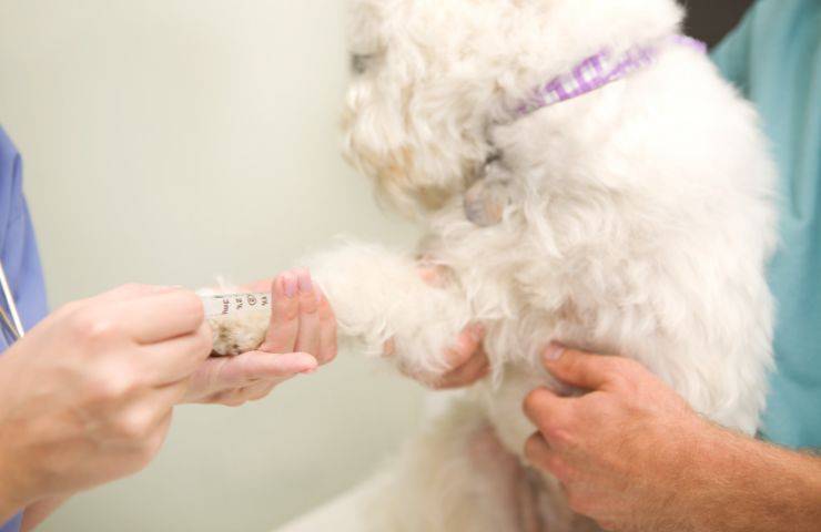 Medicazione al cane