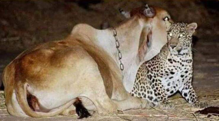 Mucca coccola leopardo