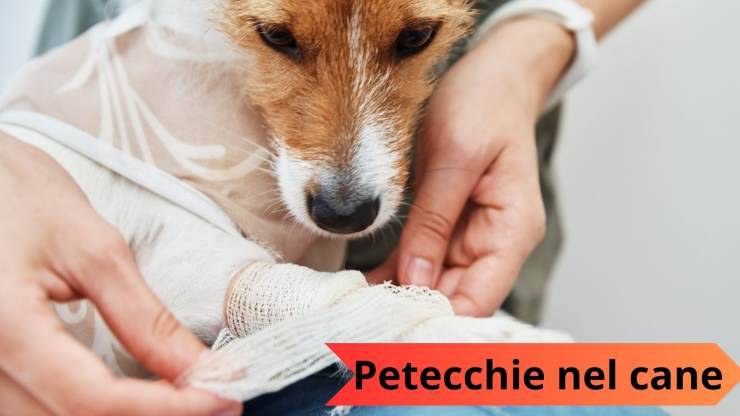Cane con zampa lesionata