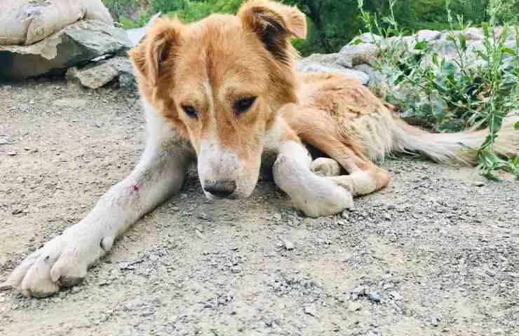 Petecchie nel cane